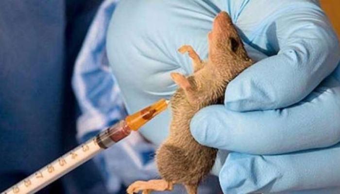 Lassa fever prevalent in North-Central, kills 14, infects 63