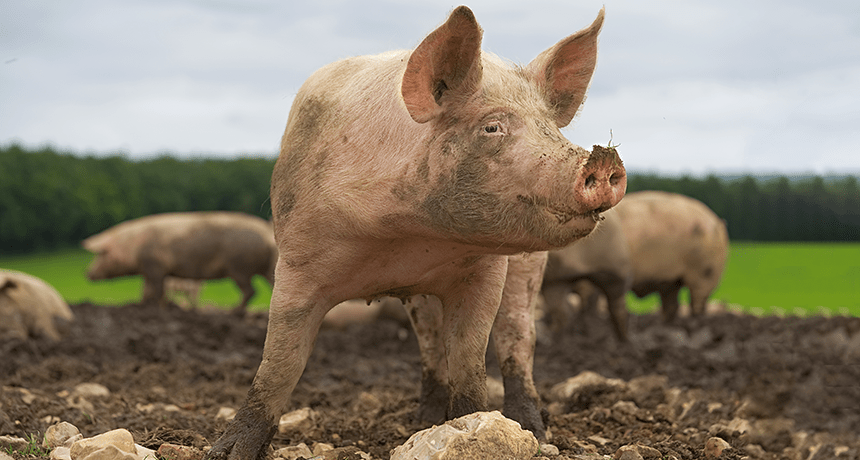 Leadway raises alarm over African swine fever, urges farmers to strengthen biosecurity