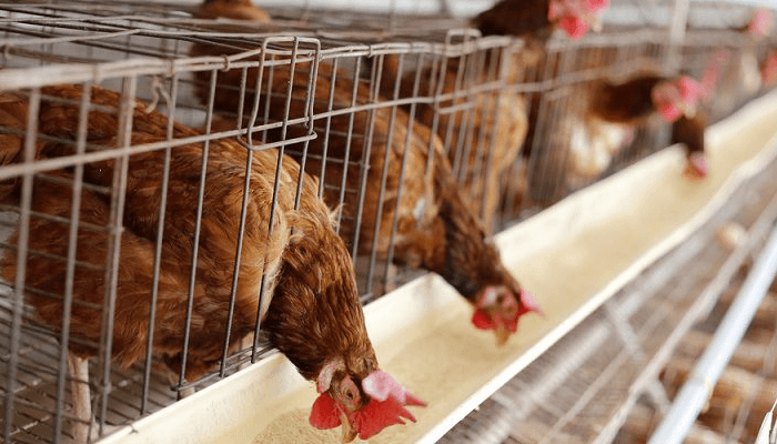 Nigerian poultry farmers ditch pricey feeds for homemade blends
