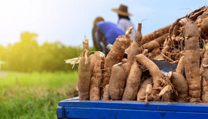 Oyo to partner IITA-CGIAR on advancement of cassava, cocoa value chain