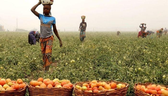 Stricter nutrition standards set to reshape Nigeria’s food industry
