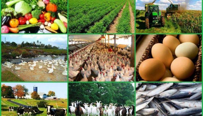 Agribusiness institute unveils professional certifications to strengthen farm, food security