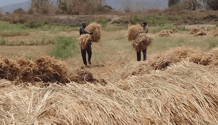 Production costs, insecurity force farmers to retreat as planting season approaches