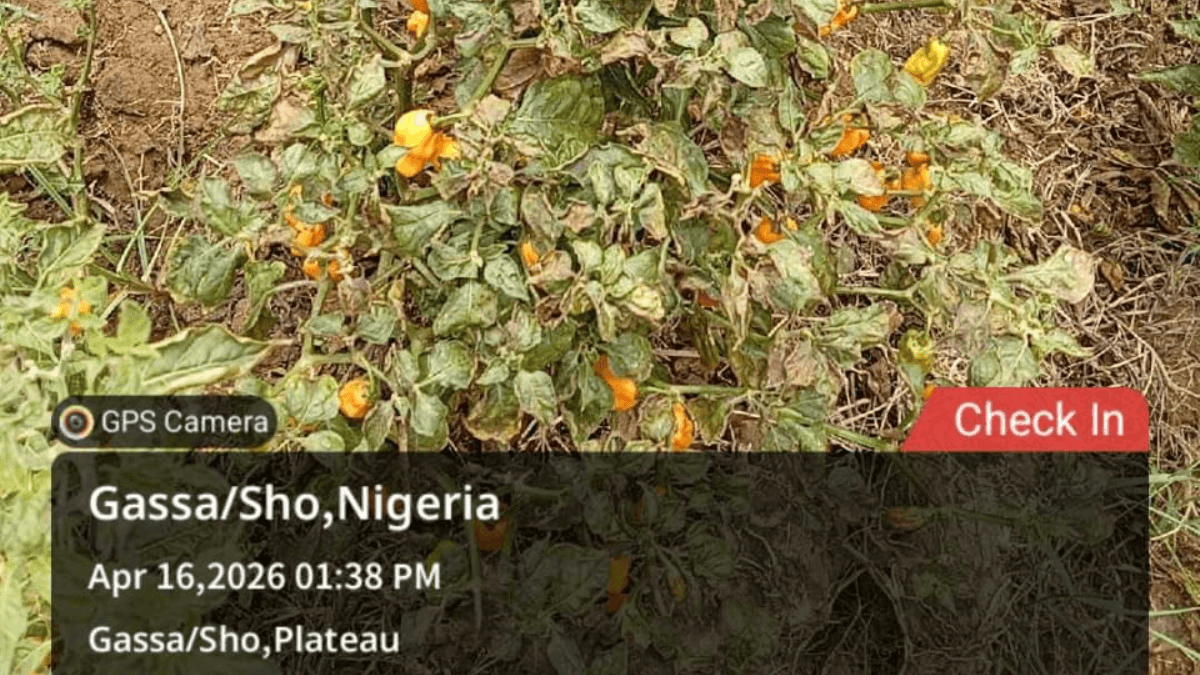 Destruction of farmland in Plateau sparks food security fears