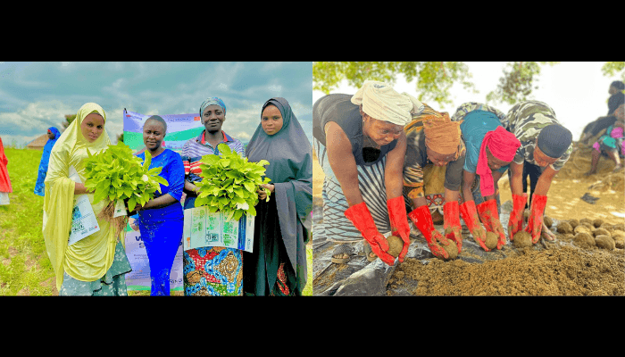 How agriculture restored peace between farmers and pastoralists in Plateau State