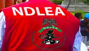NDLEA uncovers secret drug caves, tunnels in Kano’