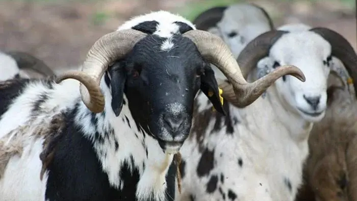 Eid-el-Kabir: Kaduna residents groan as rams sell for N1m