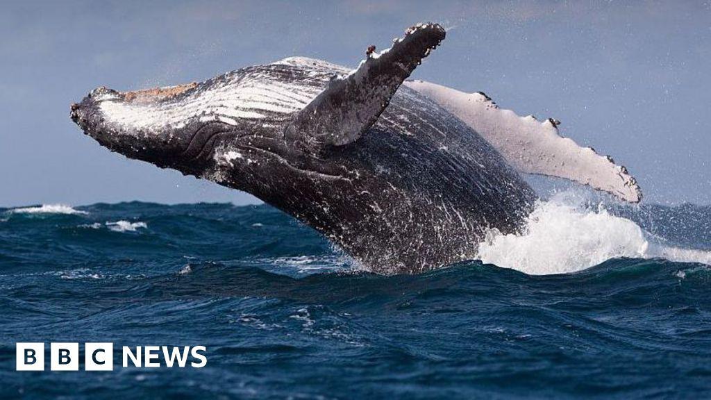 Warning that increase in shipping around South Africa to avoid Middle East could harm whales