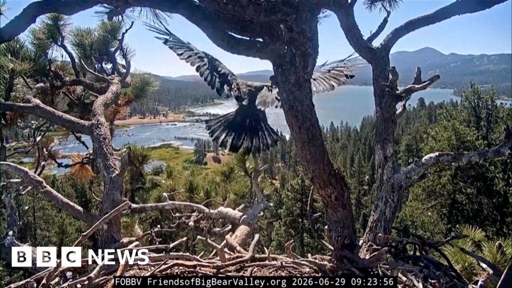 Watch: Young bald eagle takes first flight in California