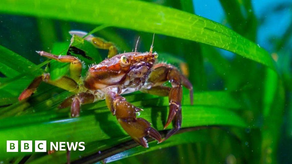 Sewage and agricultural pollution having 'alarming' impact on UK's underwater forests
