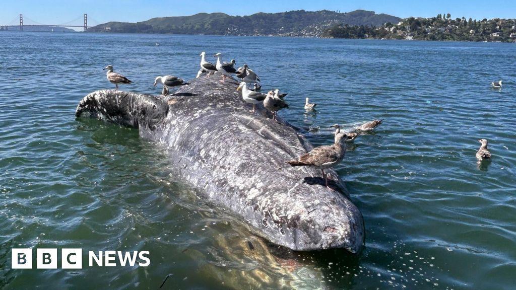Why are grey whales dying in San Francisco's waters? US scientists search for clues