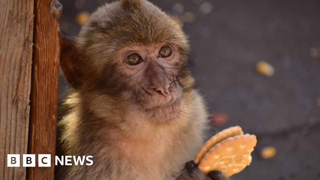 Monkeys 'learn to eat soil to cope with junk food'