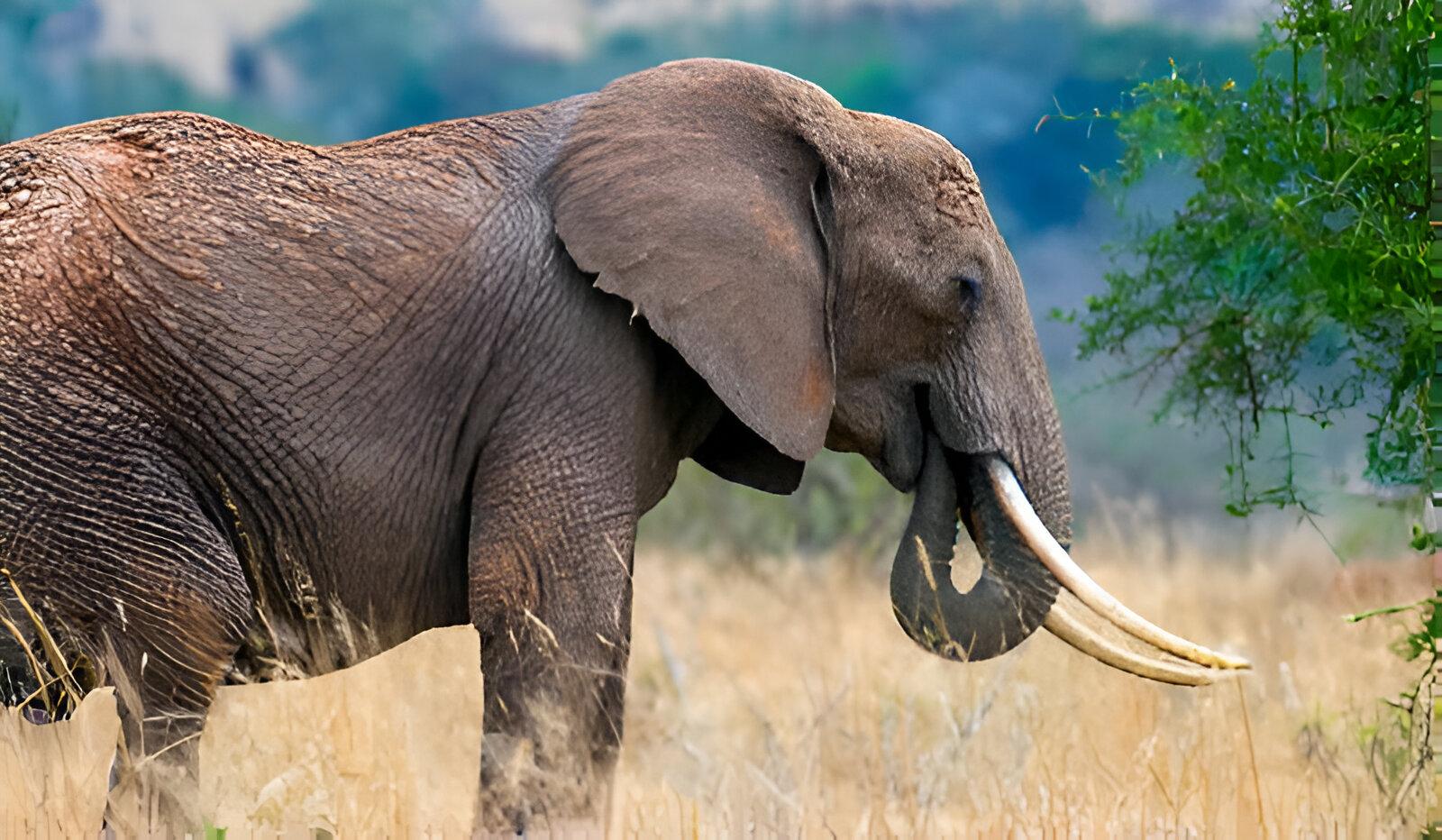Wild elephant kills one, leaves another missing in Oyo community — Police