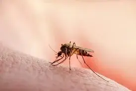 Kwara cuts malaria by half, blames sanitation for 60% of cases