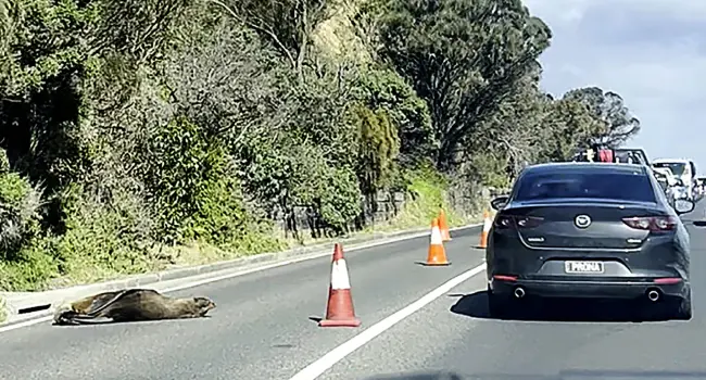 Sleepy Seal Diverts Traffic In Australian Seaside Town
