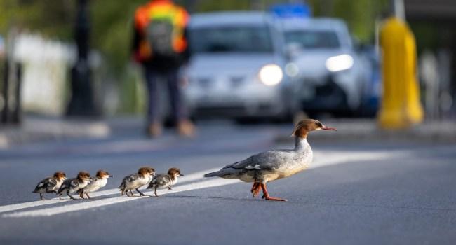 Traffic Stop: Warsaw's Celebrity Birds On Perilous Urban Quest