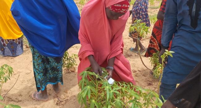 Kebbi Farmers Warned Against Deadly Cassava Mosaic Virus