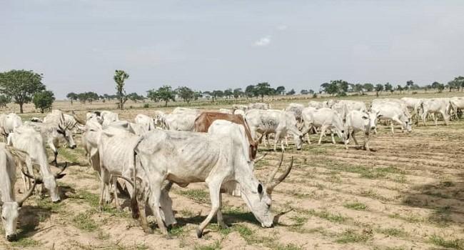 Police Foil Midnight Cattle Rustling Operation, Recover Livestock In Katsina