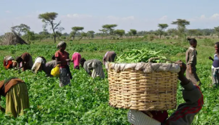 Why women’s crops matter more than you think