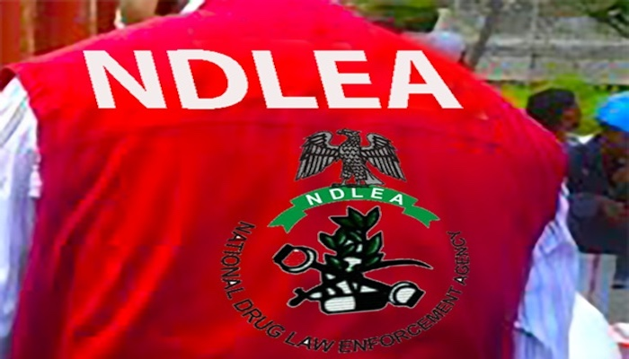 NDLEA Kaduna dismantles 662 drug joints, secures 245 convictions in one Year