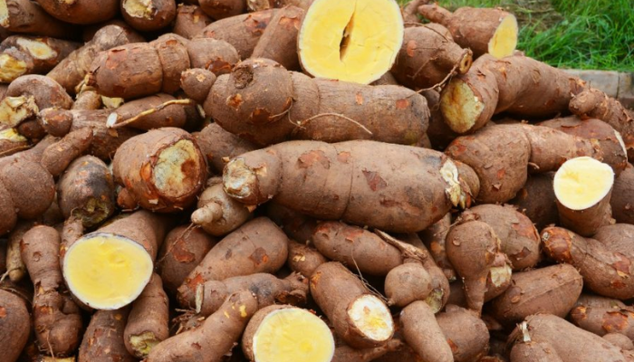 Nigeria’s cassava boom needs an industrial leap