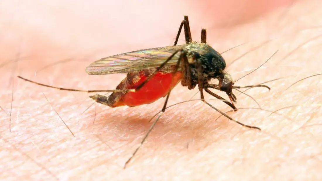 World Malaria Day: Local drugs, APIs key to ending disease — Emzor