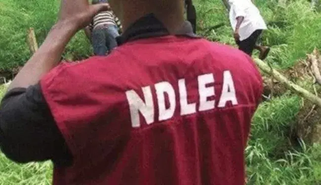NDLEA seizes 5,305,484.88kg of illicit drugs worth N1.5trn in 18 months