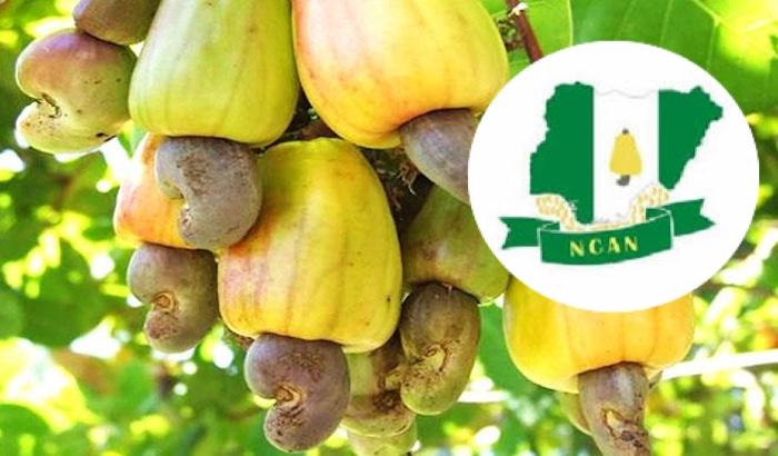 NCAN Reject Cashew Export Ban, Warn Of 5 Million Job Risk In Nigeria
