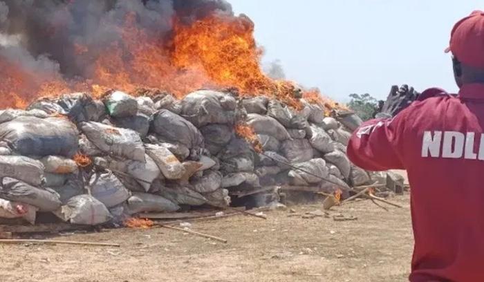 NDLEA Sets 83.35 Tons Of Drugs Ablaze In Ondo