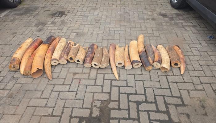 Nigeria Busts Ivory Trafficking Ring, Seizes 130kg Of Elephant Tusks In Major Wildlife Crackdown
