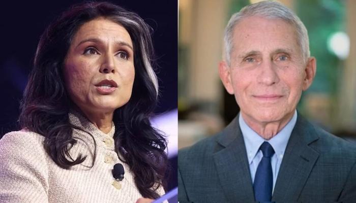 Tulsi Gabbard Alleges Anthony Fauci Manipulated Intelligence On COVID Origins, Lied To Congress