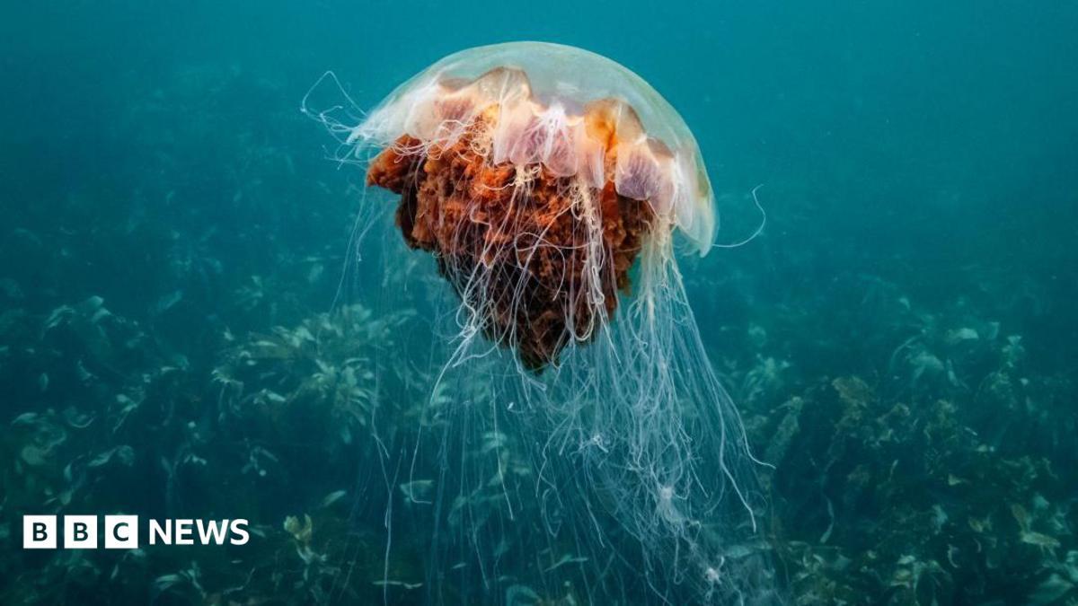 How afraid should we be of Scotland's jellyfish?