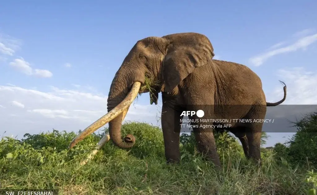 Four suspects in custody after N126m elephant tusks seizure