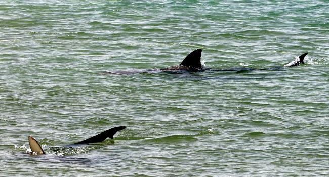 Man Killed By Great White Shark In Western Australia